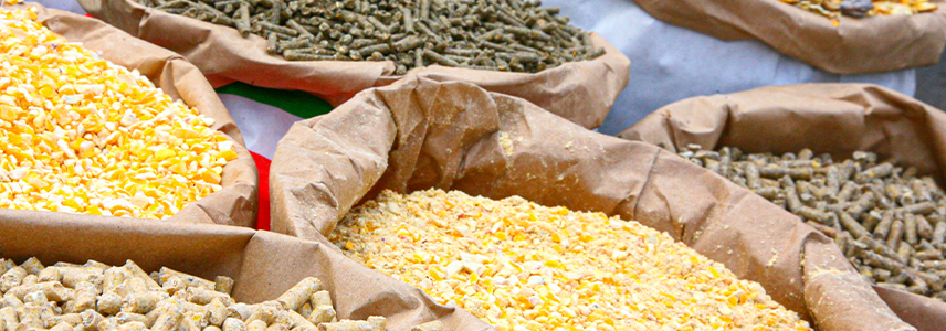 box_homepage_mangimi_leone_italy1 Mangimi Leone Italy animal feed