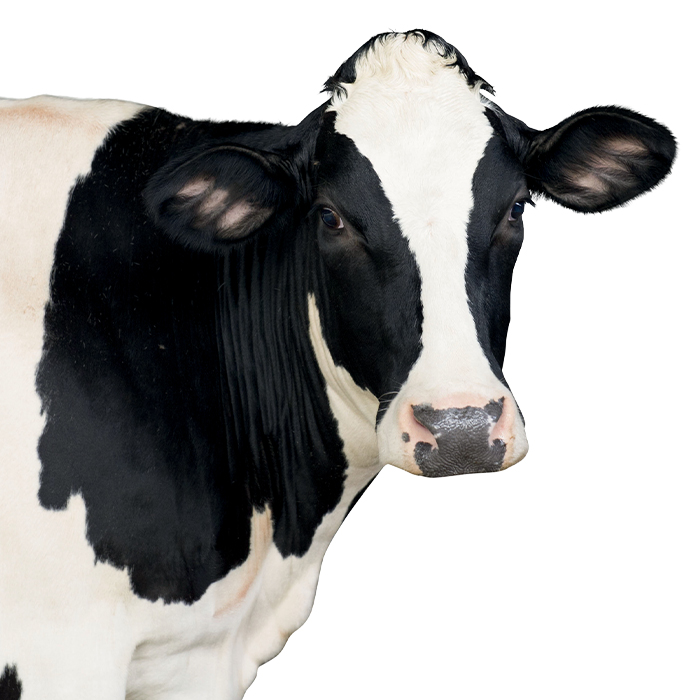 mangimi leone dairy cattle