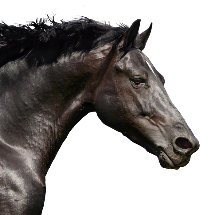 mangimi leone black horse